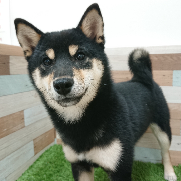 animal_image