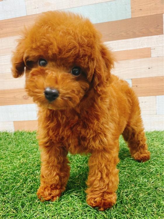 animal_image