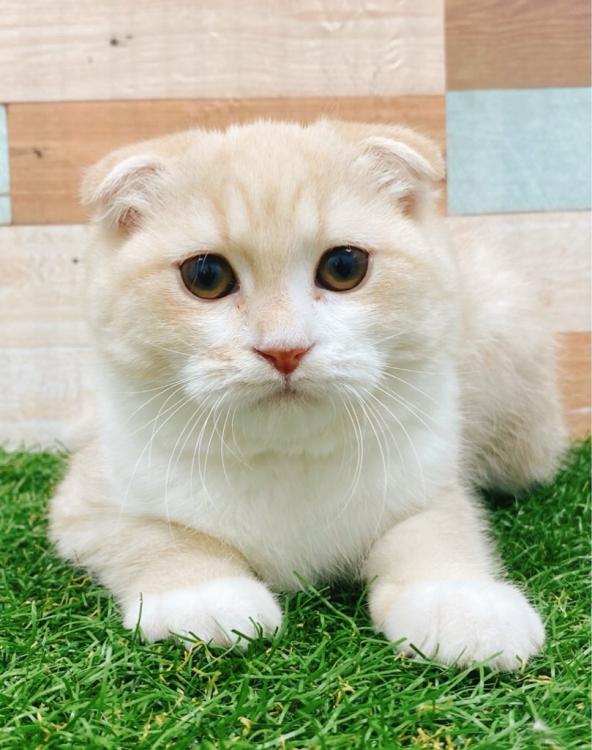 animal_image