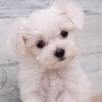 animal_image