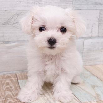 animal_image