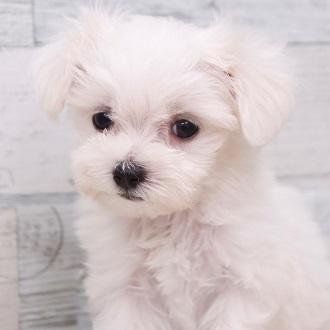 animal_image