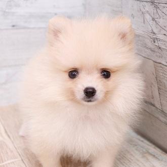 animal_image