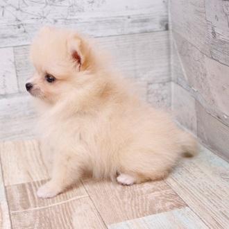 animal_image