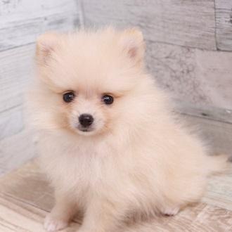 animal_image