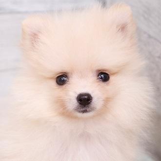 animal_image