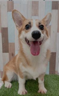 animal_image