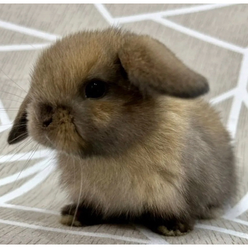 animal_image