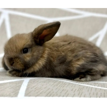 animal_image