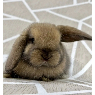animal_image
