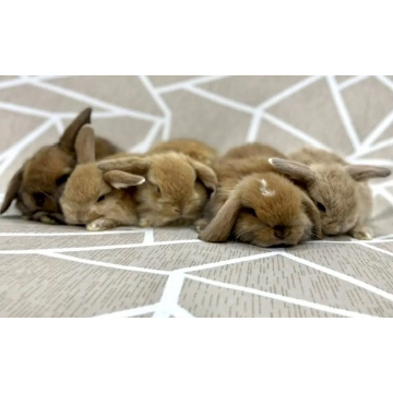 animal_image