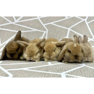 animal_image
