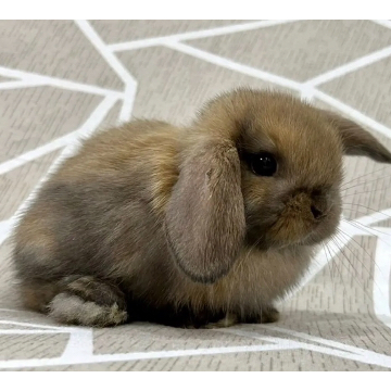 animal_image