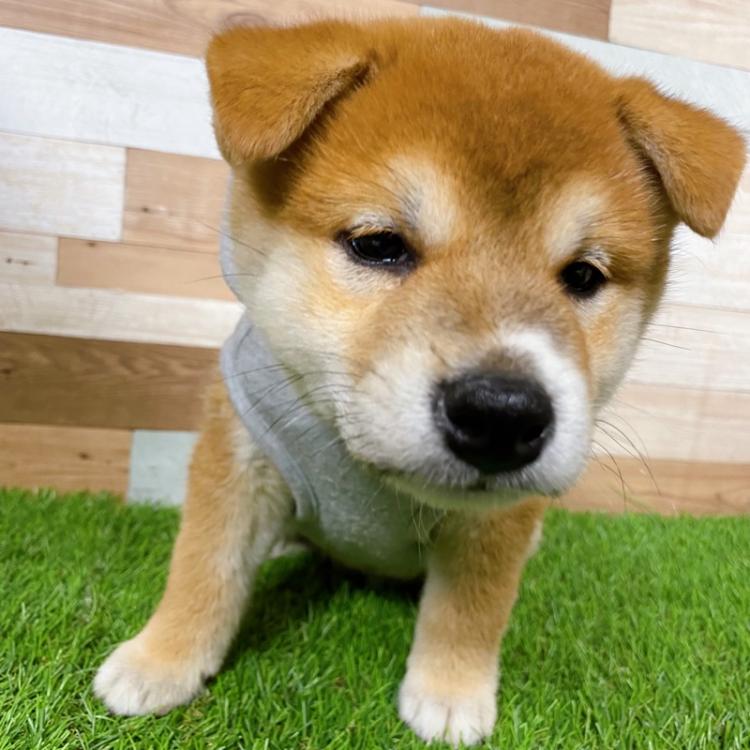 animal_image
