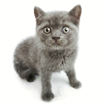 animal_image