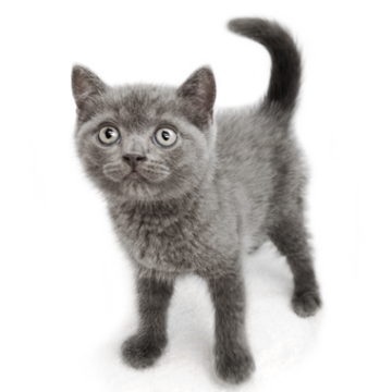 animal_image
