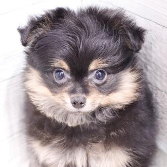 animal_image