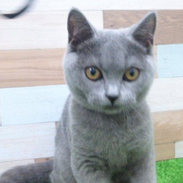 animal_image