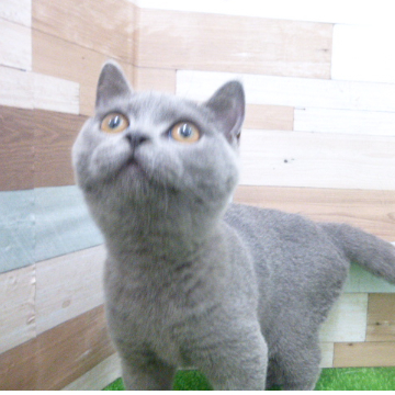 animal_image