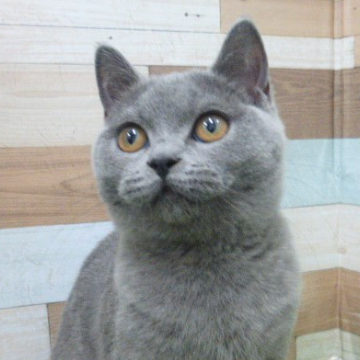 animal_image
