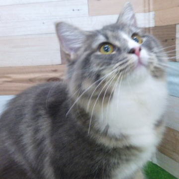animal_image