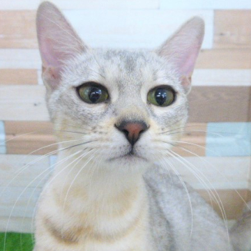 animal_image