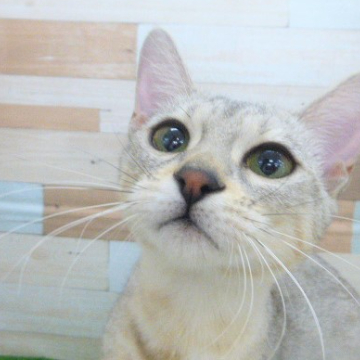 animal_image