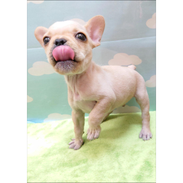 animal_image