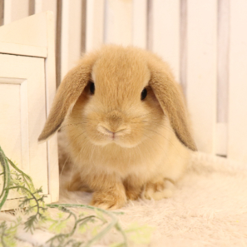 animal_image