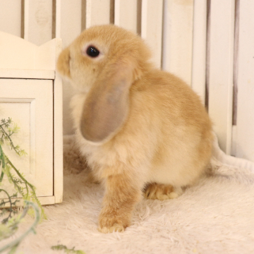 animal_image