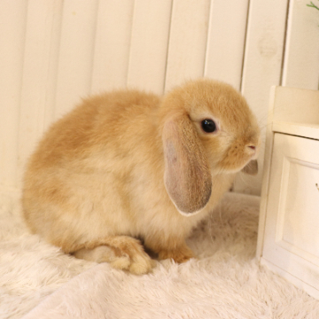 animal_image