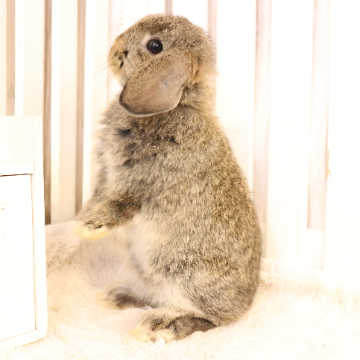 animal_image