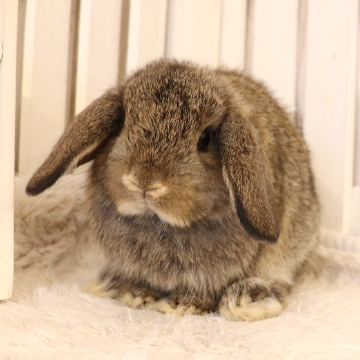 animal_image