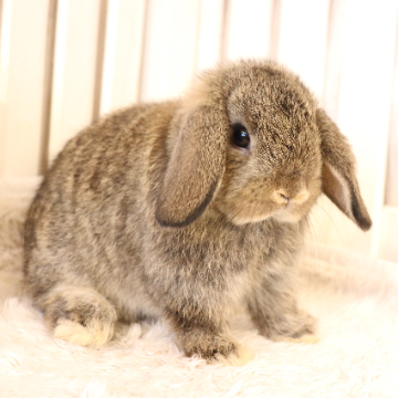 animal_image
