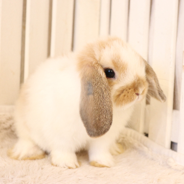 animal_image