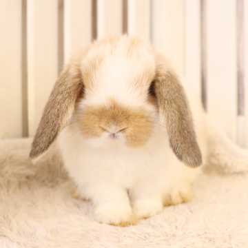 animal_image