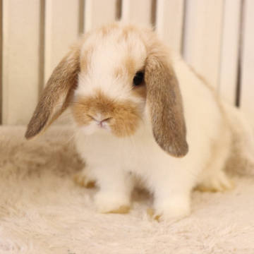 animal_image