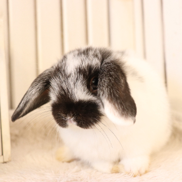 animal_image