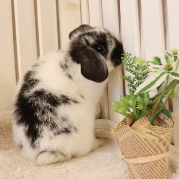 animal_image