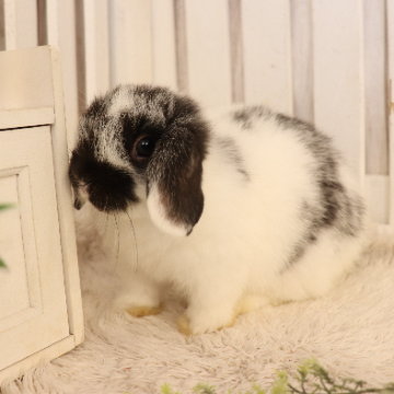 animal_image