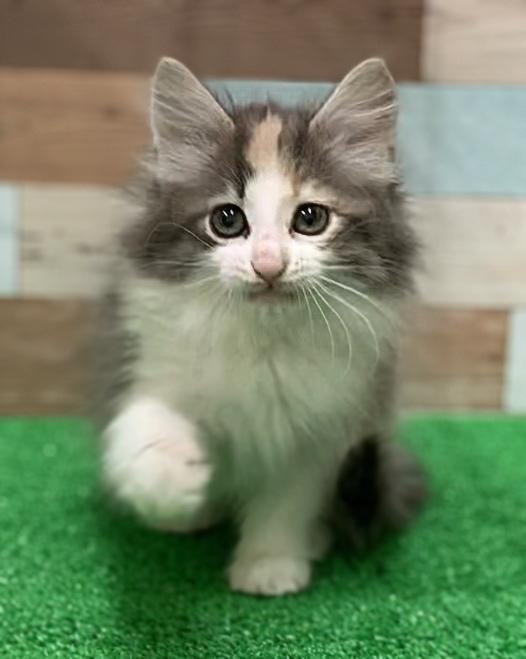 animal_image
