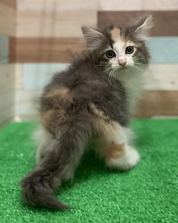 animal_image