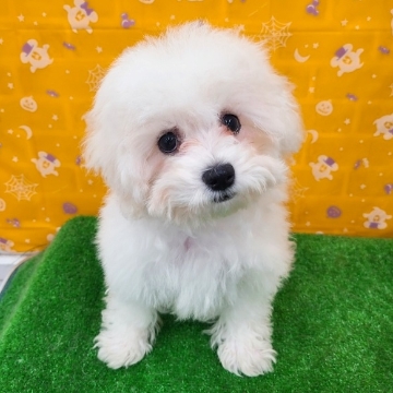 animal_image
