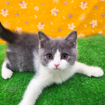 animal_image