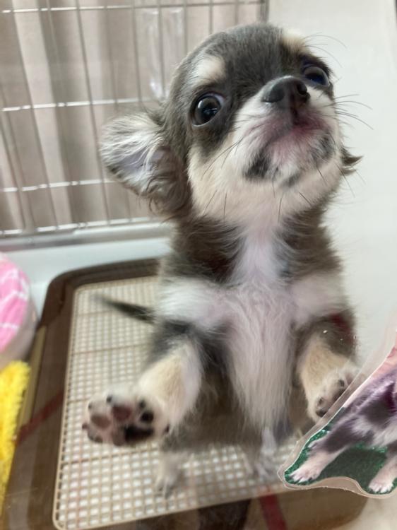 animal_image