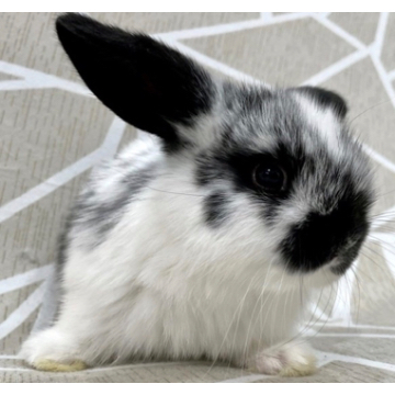 animal_image