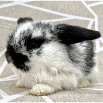 animal_image