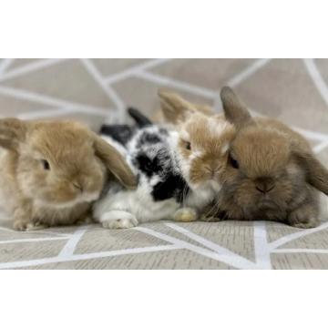 animal_image
