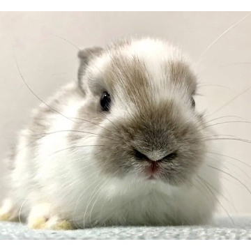 animal_image