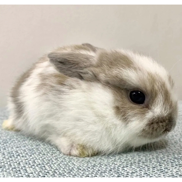 animal_image